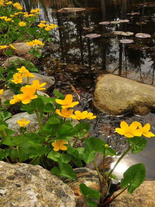 CALTHA PALUSTRIS (Farfarugio) - NON DISPONIBILE - VivaiVanetti