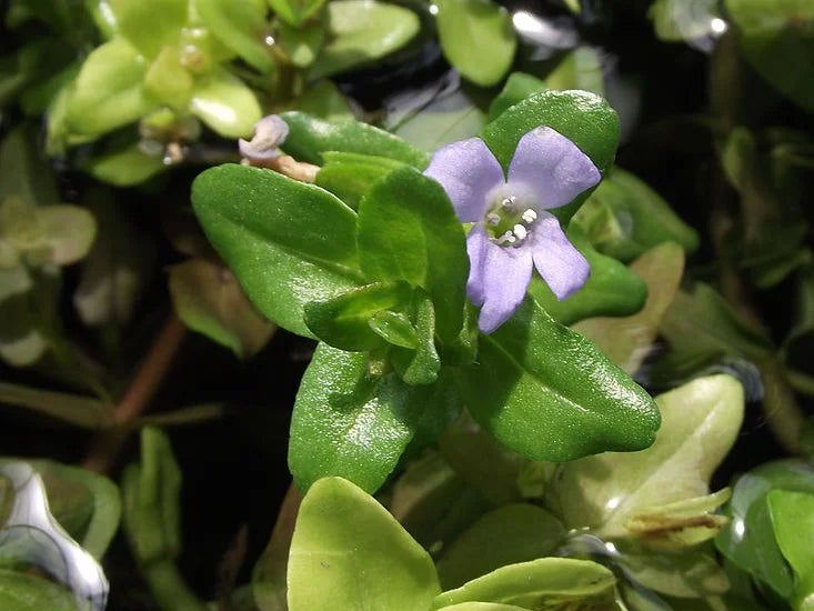 BACOPA CAROLINIANA - VivaiVanetti