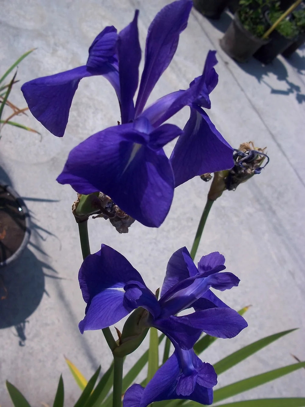 Iris laevigata blu - VivaiVanetti