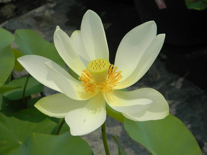 Flavescens - VivaiVanetti