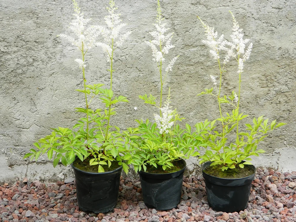 ASTILBE BIANCA - VivaiVanetti