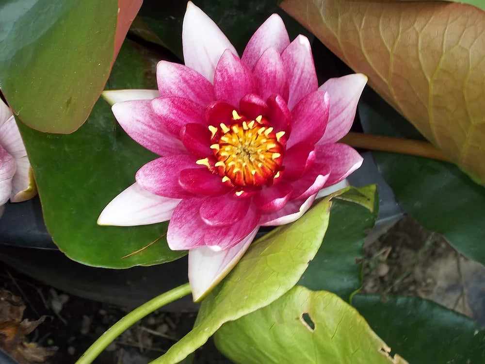 ODORATA “EXQUISITA” - VivaiVanetti