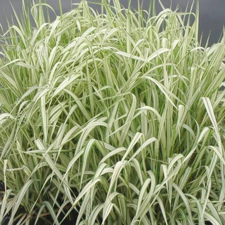 Glyceria maxima Variegata - VivaiVanetti