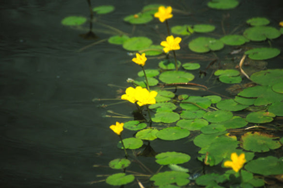 NYMPHOIDES PELTATA (Villarsia nymphoides) - VivaiVanetti