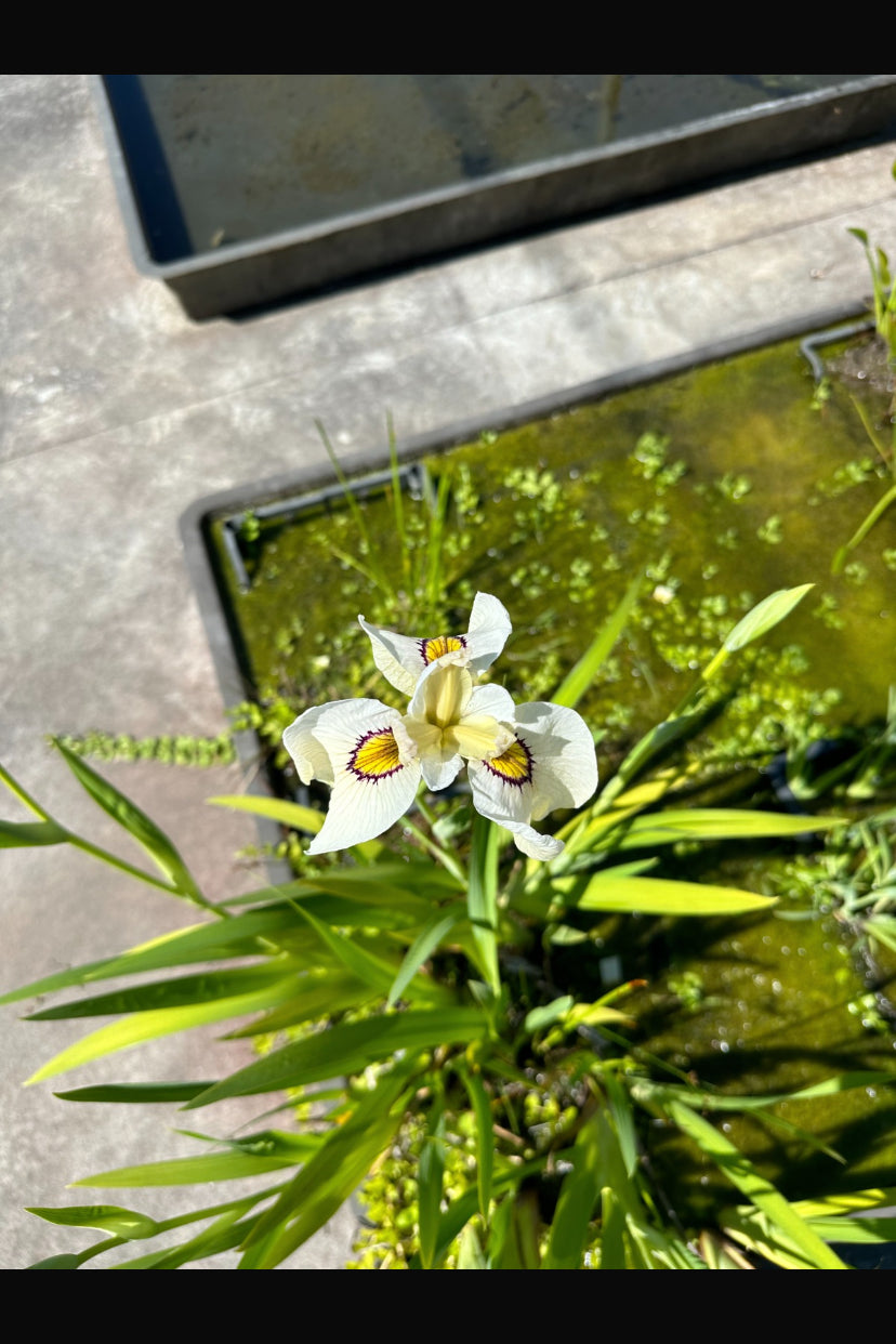 Iris Pseudata Okagami - VivaiVanetti