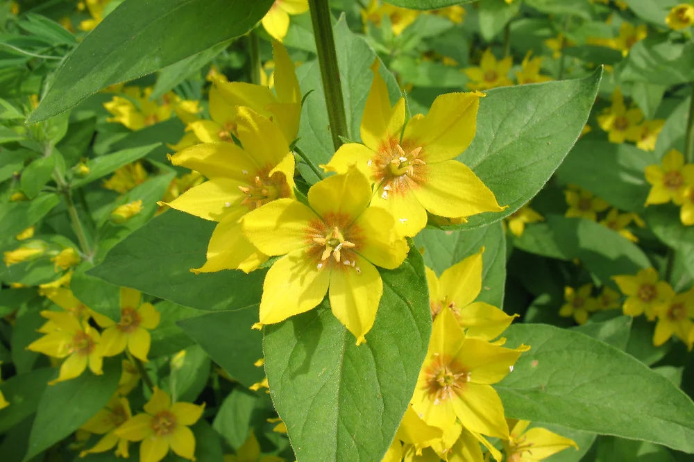 LYSIMACHIA PUNCTATA - VivaiVanetti