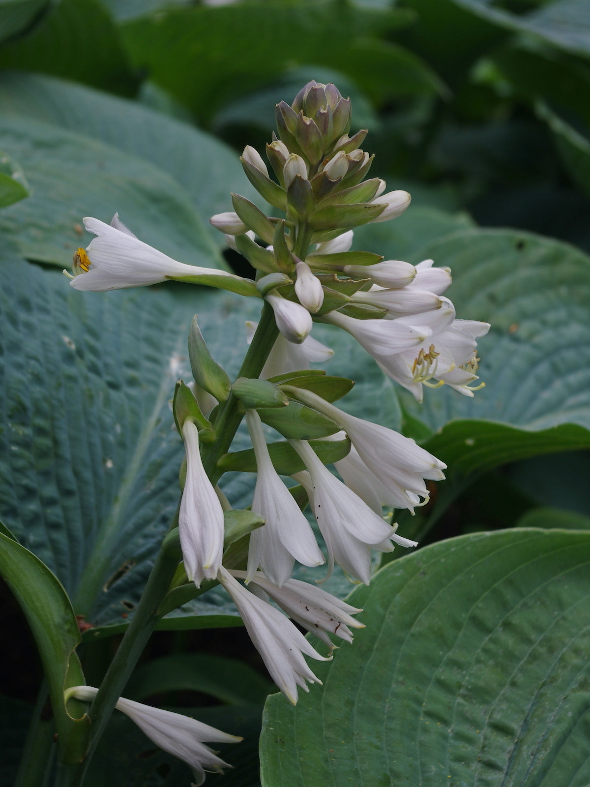 Hosta sieboldiana elegans Variegata - VivaiVanetti