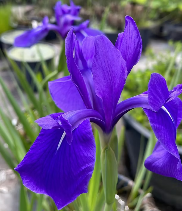 Piante palustri
