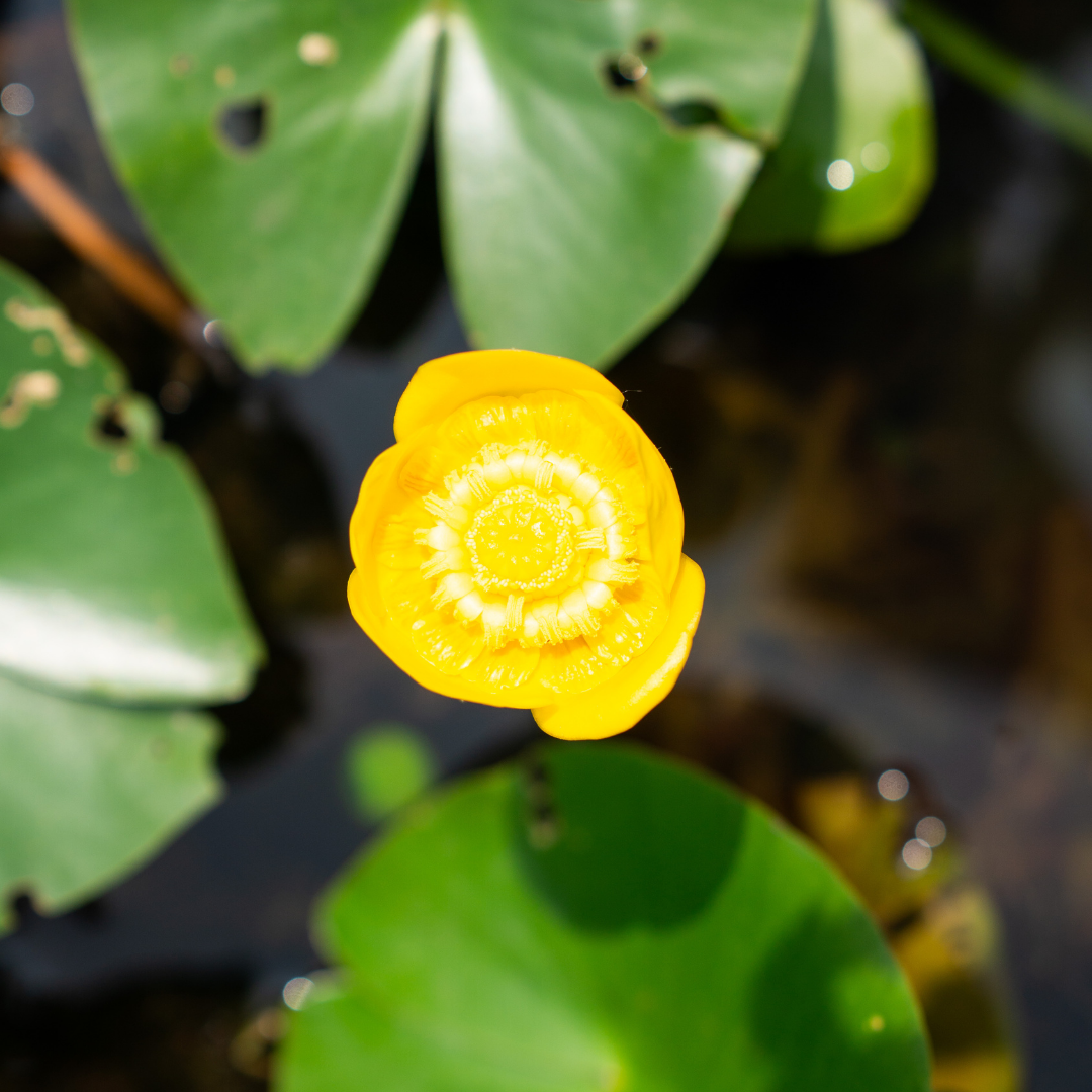 NUPHAR LUTEA - VivaiVanetti