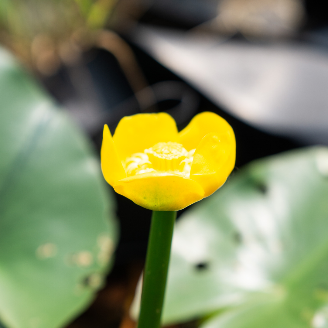 NUPHAR LUTEA - VivaiVanetti