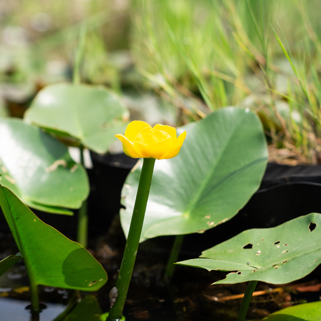 NUPHAR LUTEA - VivaiVanetti