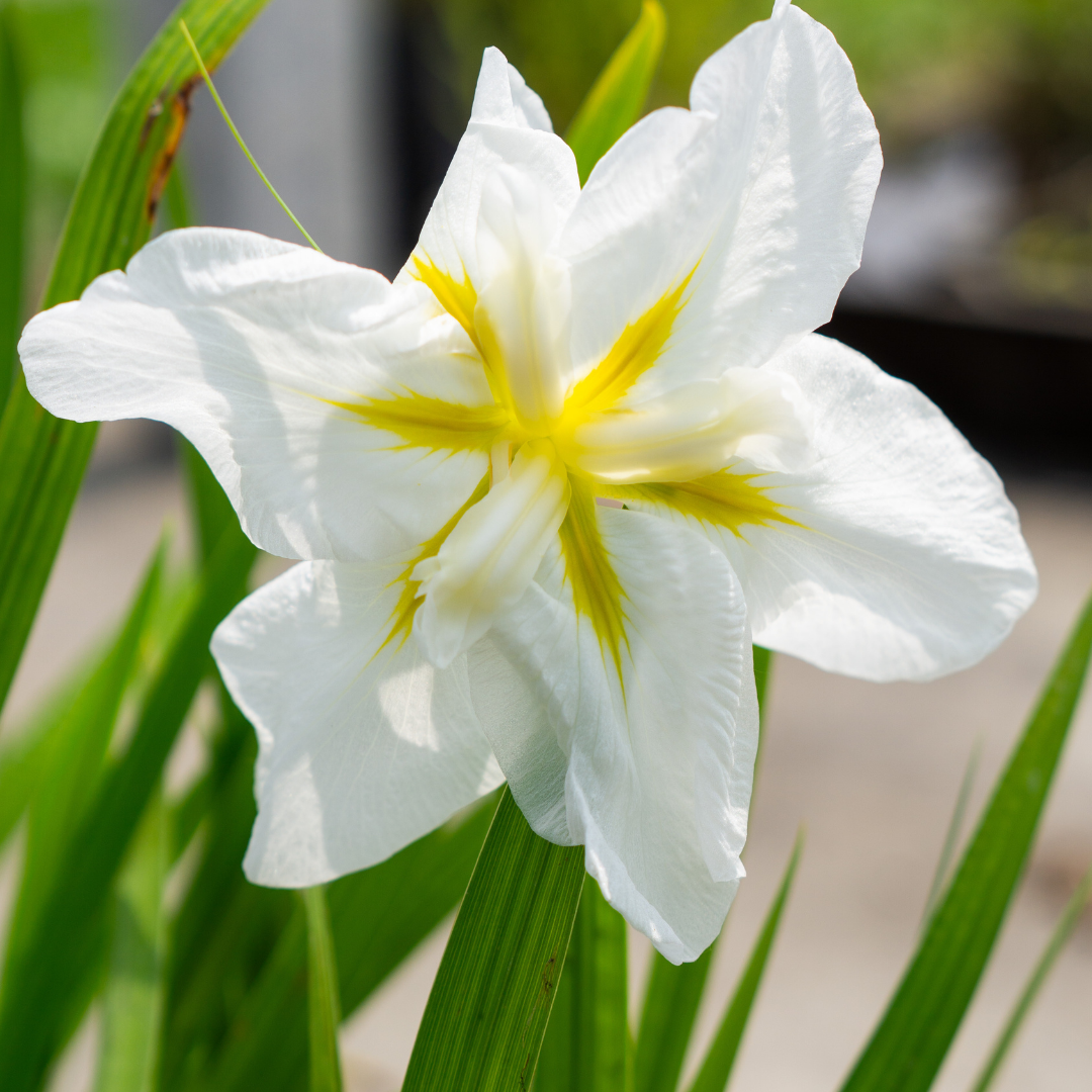 Iris Ensata White Lady - VivaiVanetti