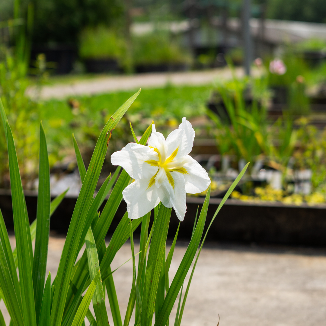 Iris Ensata White Lady - VivaiVanetti