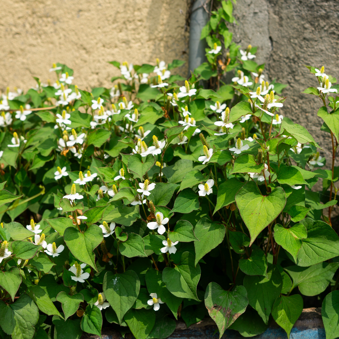 HOUTTUYNIA CORDATA - VivaiVanetti