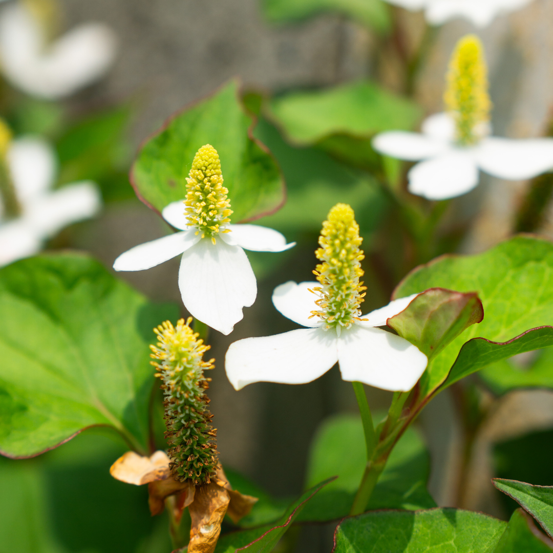 HOUTTUYNIA CORDATA - VivaiVanetti