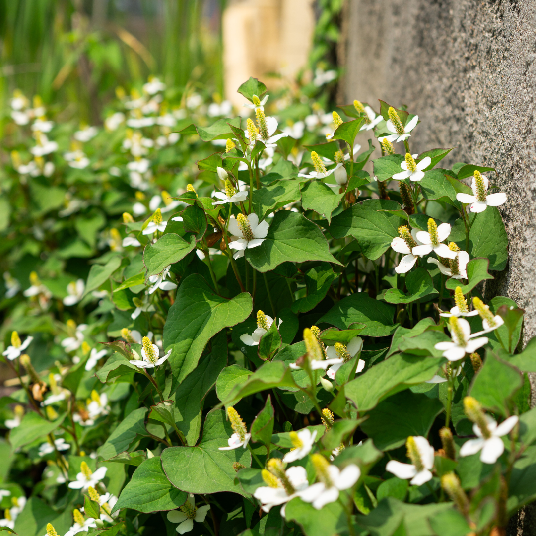 HOUTTUYNIA CORDATA - VivaiVanetti
