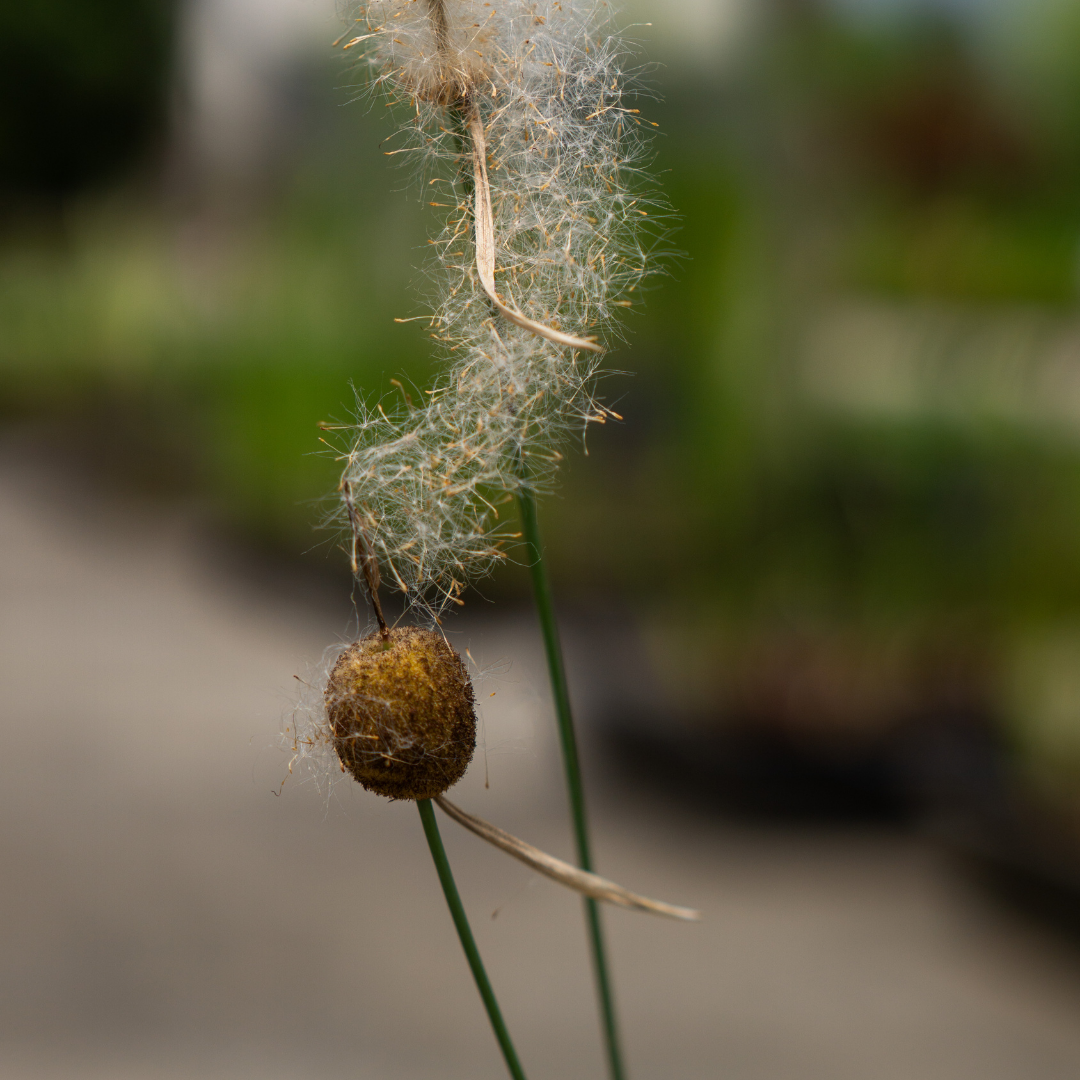 TYPHA MINIMA - VivaiVanetti