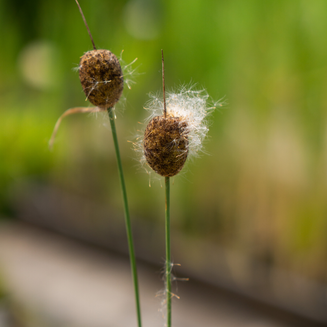 TYPHA MINIMA - VivaiVanetti