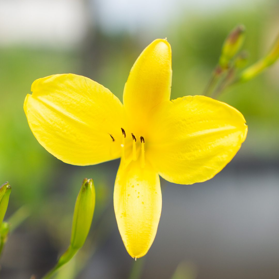 Hemerocallis Corky