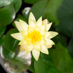 Ninfea ODORATA SULPHUREA - VivaiVanetti