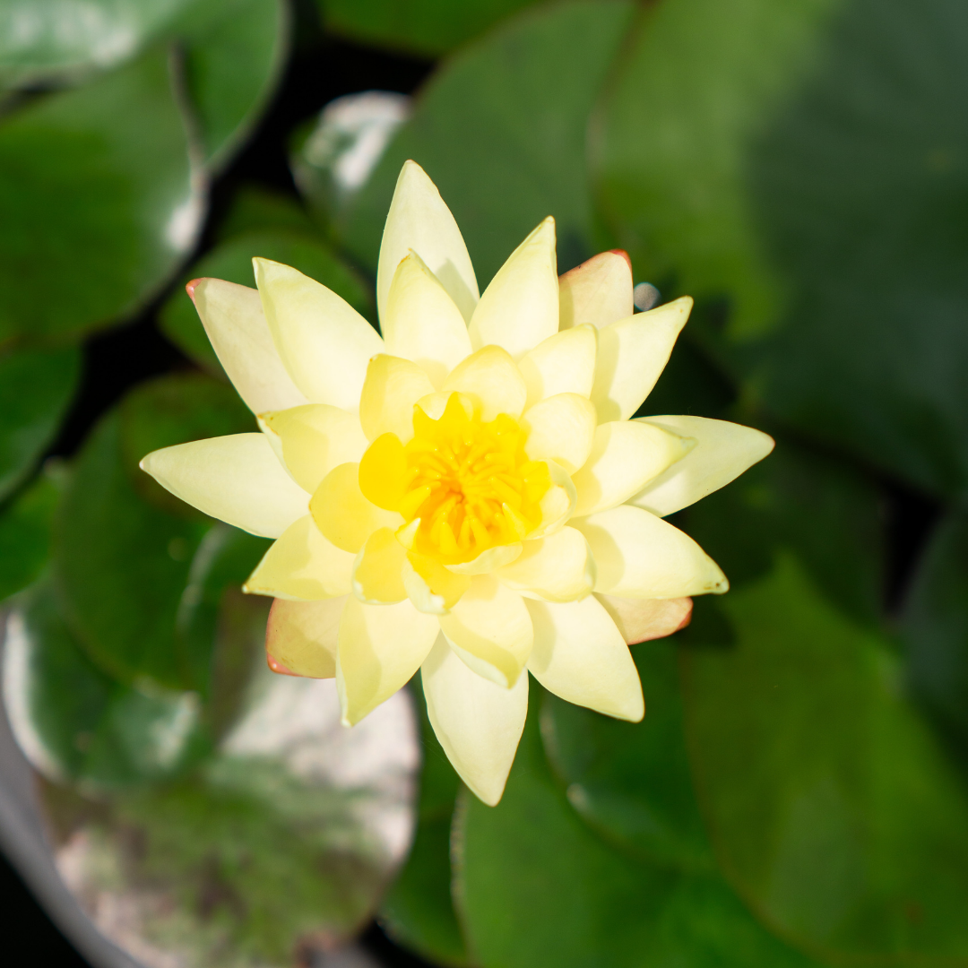 Ninfea ODORATA SULPHUREA - VivaiVanetti