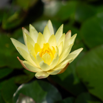 Ninfea ODORATA SULPHUREA - VivaiVanetti