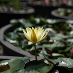Ninfea ODORATA SULPHUREA - VivaiVanetti