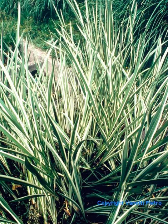 ACORUS CALAMUS "VARIEGATUS" - VivaiVanetti