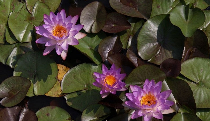 Siam Purple II