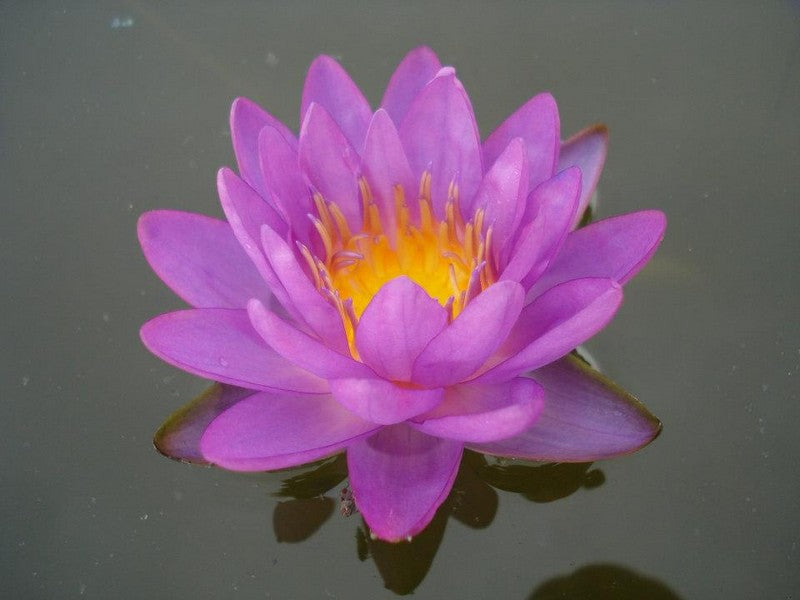 Siam Purple