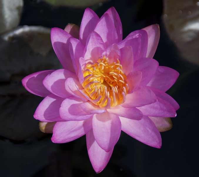 Siam Purple
