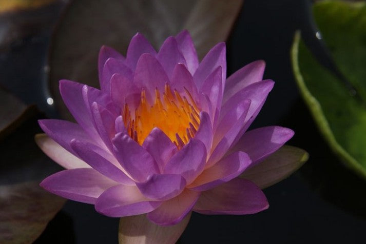 Siam Purple II